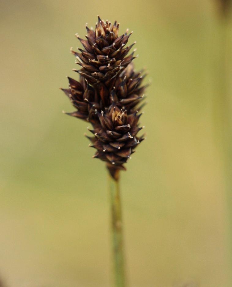 Image of Carex lachenalii specimen.