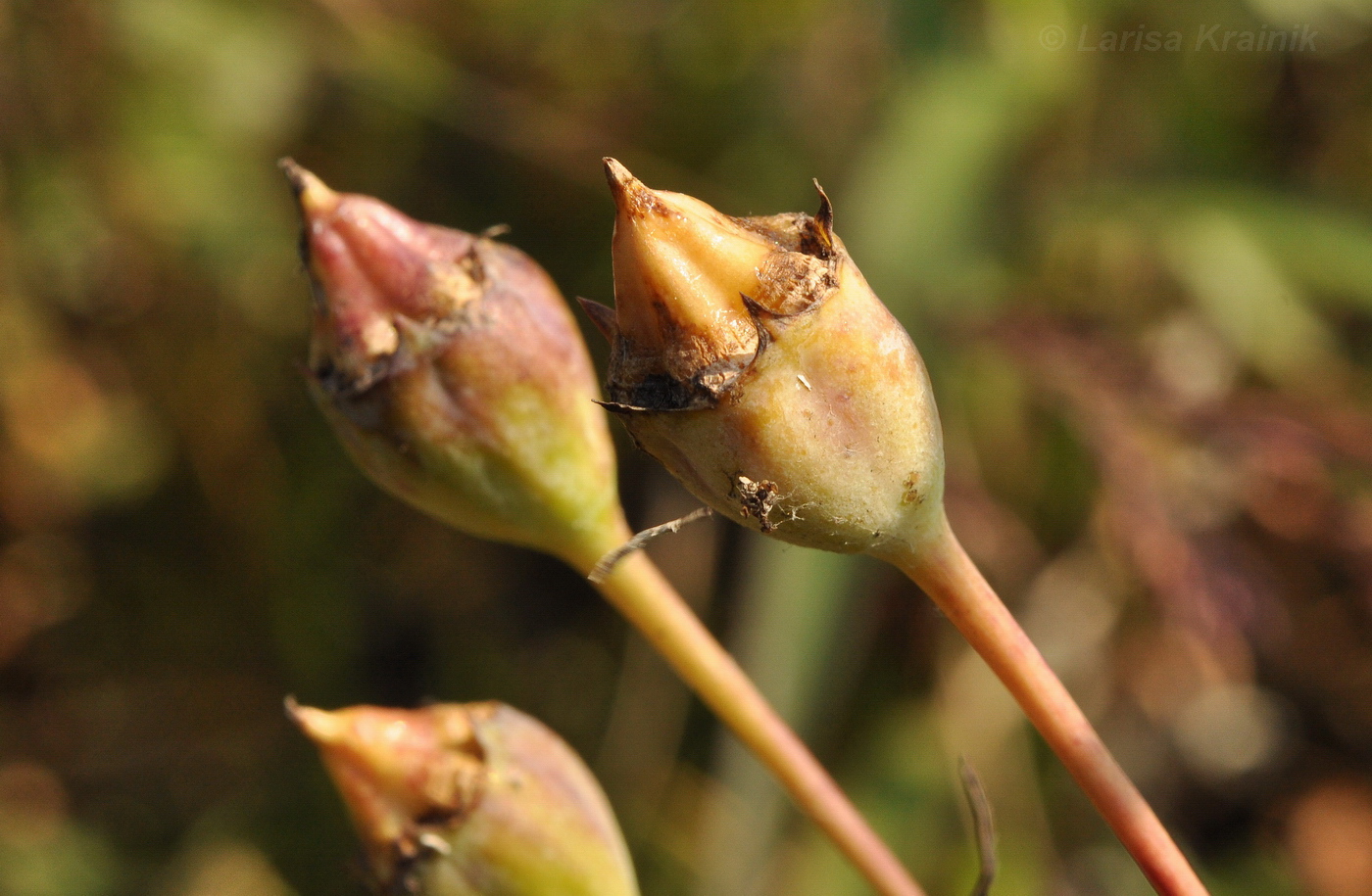 Изображение особи Platycodon grandiflorus.