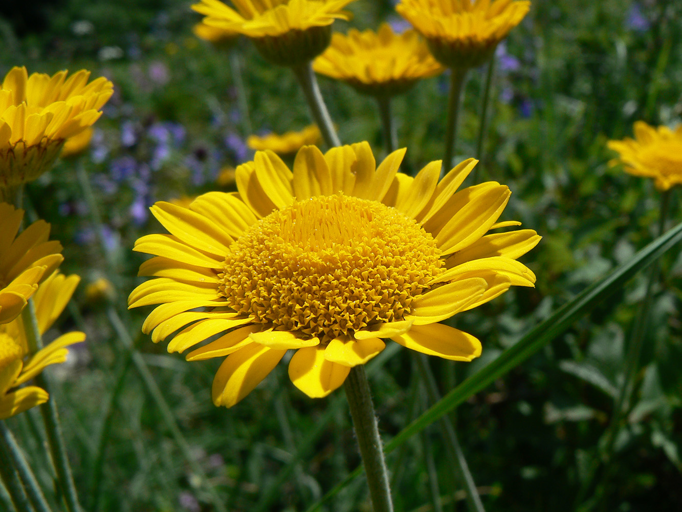 Изображение особи Anthemis tinctoria.