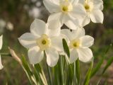 genus Narcissus