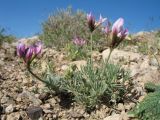 Astragalus kronenburgii