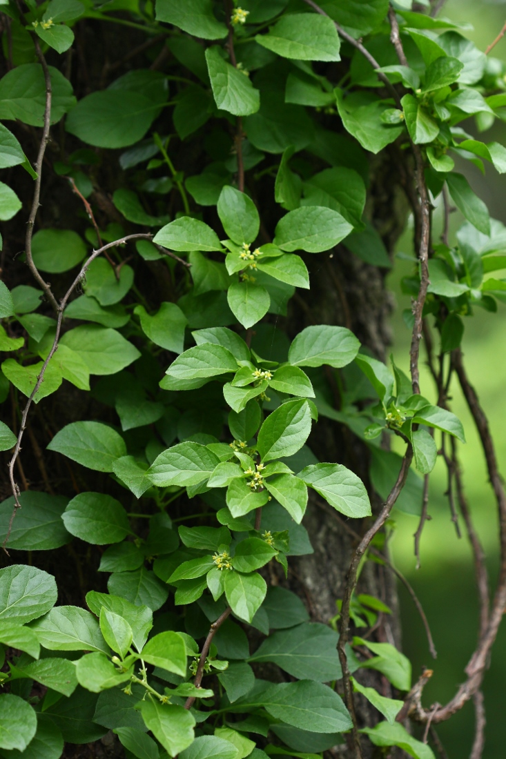 Изображение особи Celastrus flagellaris.