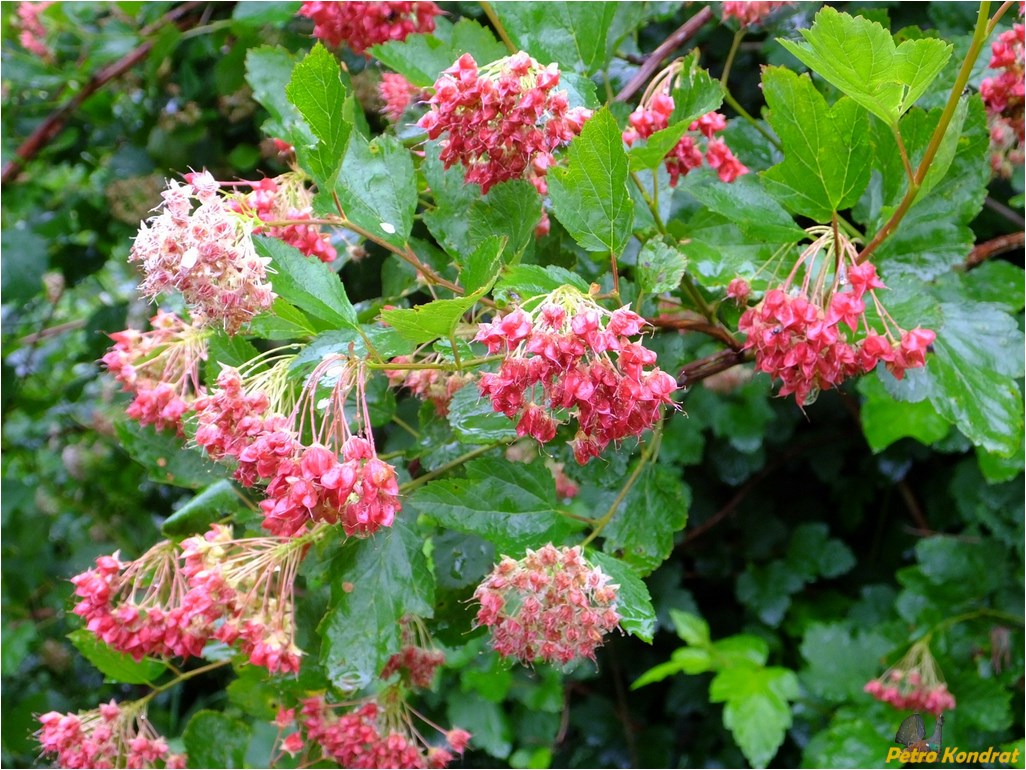 Изображение особи Physocarpus opulifolius.