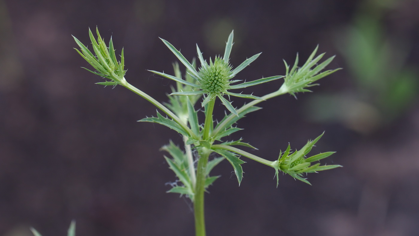 Изображение особи Eryngium planum.