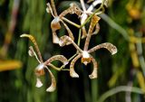 Arachnis flos-aeris. Цветки. Малайзия, о-в Калимантан, г. Кучинг, ботанический сад. 12.05.2017.