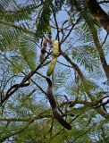 Delonix regia. Ветви с плодами разной степени зрелости. Малайзия, о-в Калимантан, г. Кучинг, в культуре. 12.05.2017.