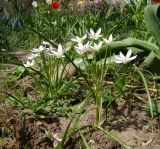 Ornithogalum woronowii. Цветущие растения. Краснодарский край, г. Усть-Лабинск, пересаженные на приусадебном участке. 17.04.2018.