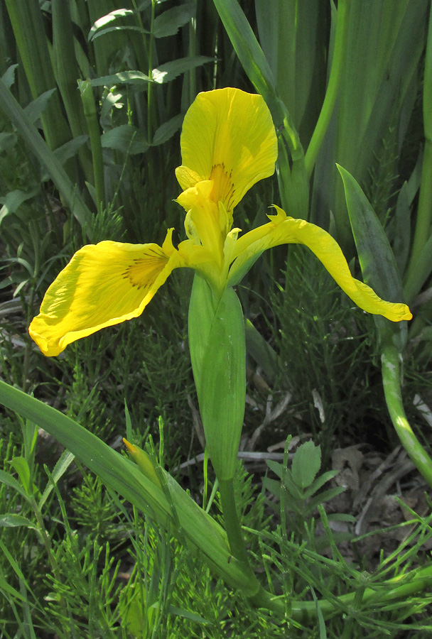 Изображение особи Iris pseudacorus.