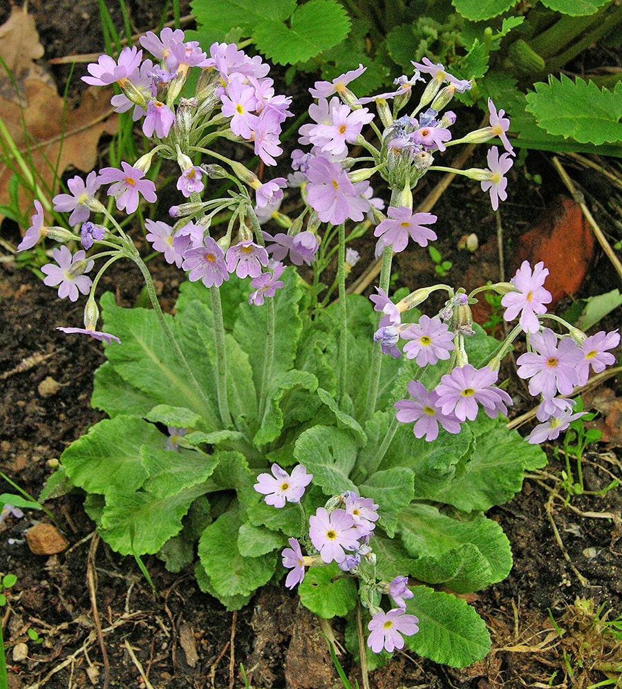 Image of Primula frondosa specimen.