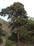 Pinus sylvestris subspecies hamata. Старое дерево на горном склоне. Северная Осетия, Алагирское ущелье, Нарская котловина, окр. пос. Нар, склоны Бокового хребта, 1730 м н.у.м. 07.05.2010.