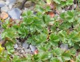 Potentilla gelida