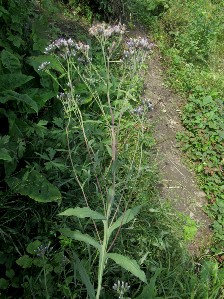 Изображение особи Saussurea stolbensis.