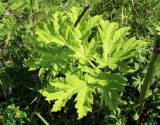 Heracleum sosnowskyi. Прикорневой лист с сидящими улиткой и насекомым. Московская обл., Солнечногорский р-н, близ Щепкина болота, луг под ЛЭП. 12.07.2018.