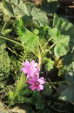 Malva erecta