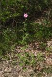 Althaea cannabina