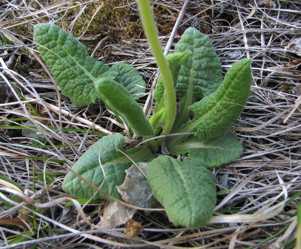 Изображение особи Primula macrocalyx.