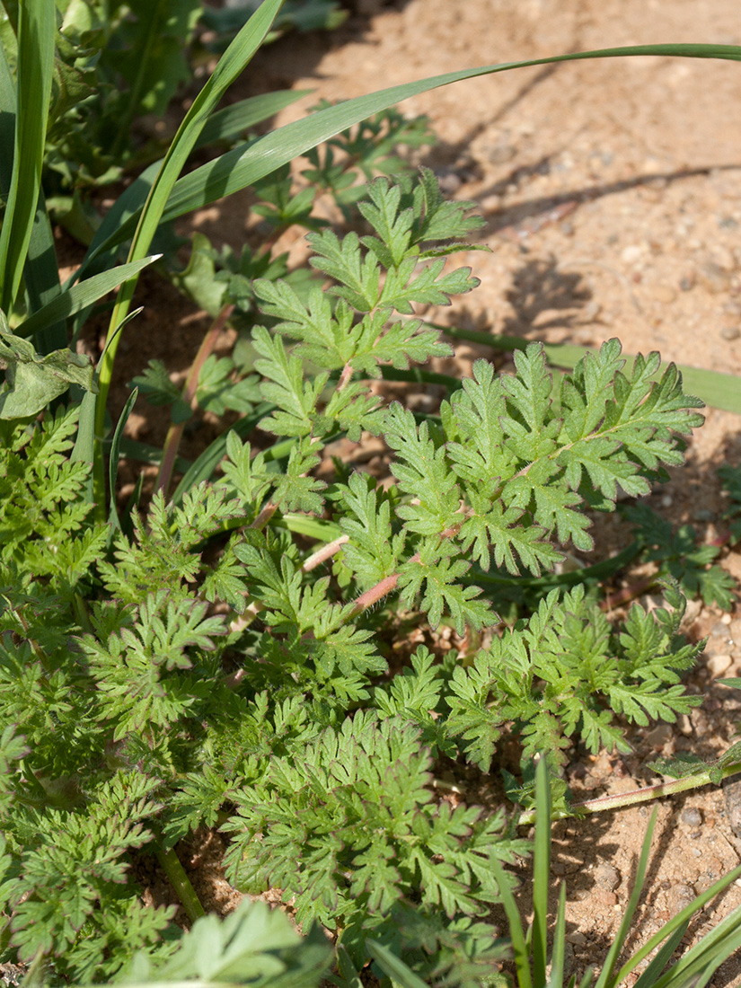 Изображение особи Erodium cicutarium.