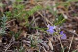 Polygala tenuifolia