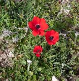 Anemone coronaria