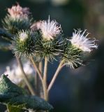 Arctium tomentosum