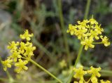 Ferula tschuiliensis. Часть соцветия. Кыргызстан, Чуйская обл., окр. г. Бишкек восточнее с. Орто-сай, предгорье, склон холма. 04.06.2019.