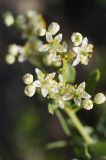 Nitraria schoberi