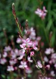 Gaura lindheimeri