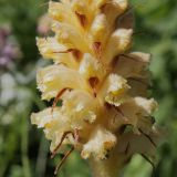 Orobanche bartlingii. Часть соцветия. Ленинградская обл., Ломоносовский р-н, Кирхгофские высоты, сухой луг на известняках. 03.07.2010.