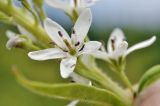 Lysimachia barystachys