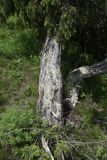 Juniperus oblonga. Нижняя часть ствола. Республика Ингушетия, Джейрахский р-н, окр. ур. Керой, выс. 1650 м н.у.м., луг. 19 июня 2022 г.