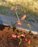 род Persicaria