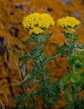 Achillea arabica. Верхушки цветущих растений. Армения, обл. Гегаркуник, берег оз. Севан, окр. монастыря Айраванк, ≈ 1900 м н.у.м., подножие каменистого склона. 23.06.2022.