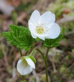 Rubus chamaemorus