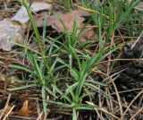 Dianthus pseudosquarrosus