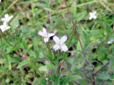 род Epilobium