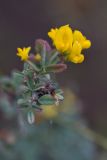 Medicago falcata. Верхушка растения с соцветиями. Ростовская обл., Аксайский р-н, окр. хутора Александровка. 09.10.2011.