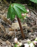 genus Podophyllum