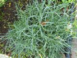 Dianthus arenarius