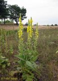 Verbascum densiflorum. Разветвлённое в результате повреждения цветущее растение. Украина, Волынская обл., Ратновский р-н, северо-восточнее с. Залухов, возле оз. Святое, понижение среди дюны. 21 июля 2012 г.