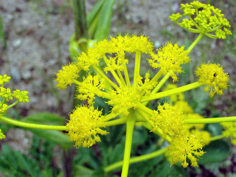 Изображение особи Ferula kokanica.