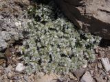 Paronychia cephalotes