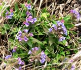 Pulmonaria mollis. Цветущие растения (вид сверху). Ставропольский край, г. Кисловодск, Курортный парк верхний, травянистый склон горы под вершиной. 02.04.2013.