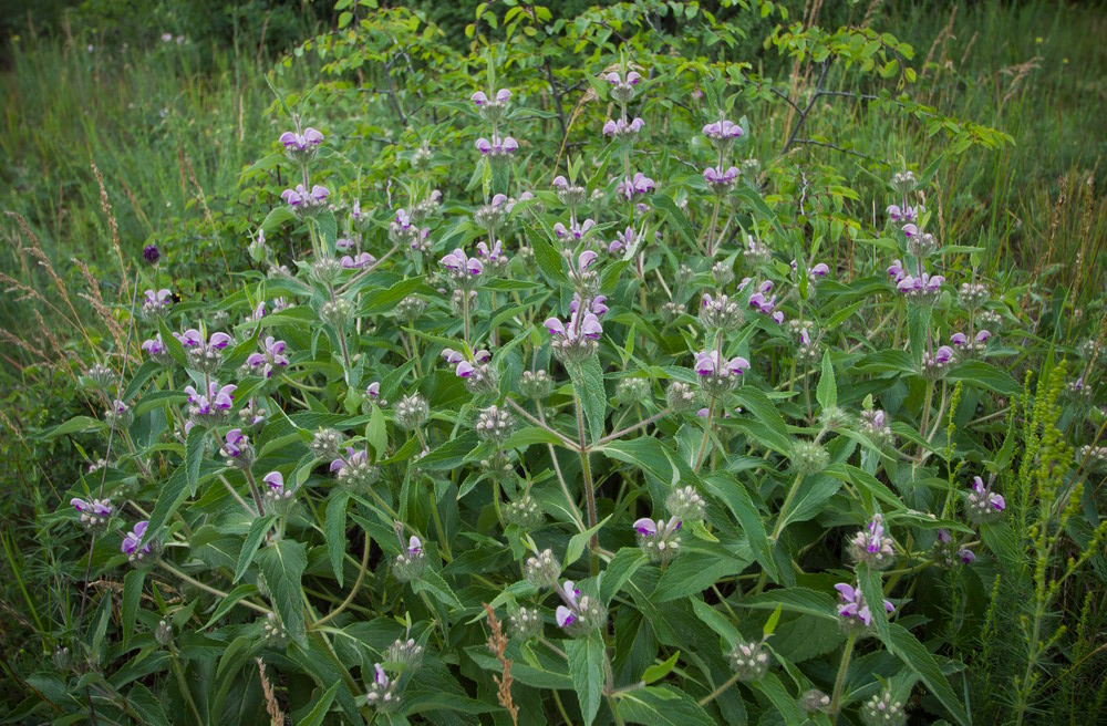 Изображение особи Phlomis majkopensis.