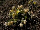 Pulsatilla orientali-sibirica