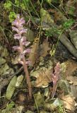 Orobanche pubescens