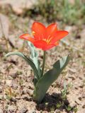 Tulipa vvedenskyi