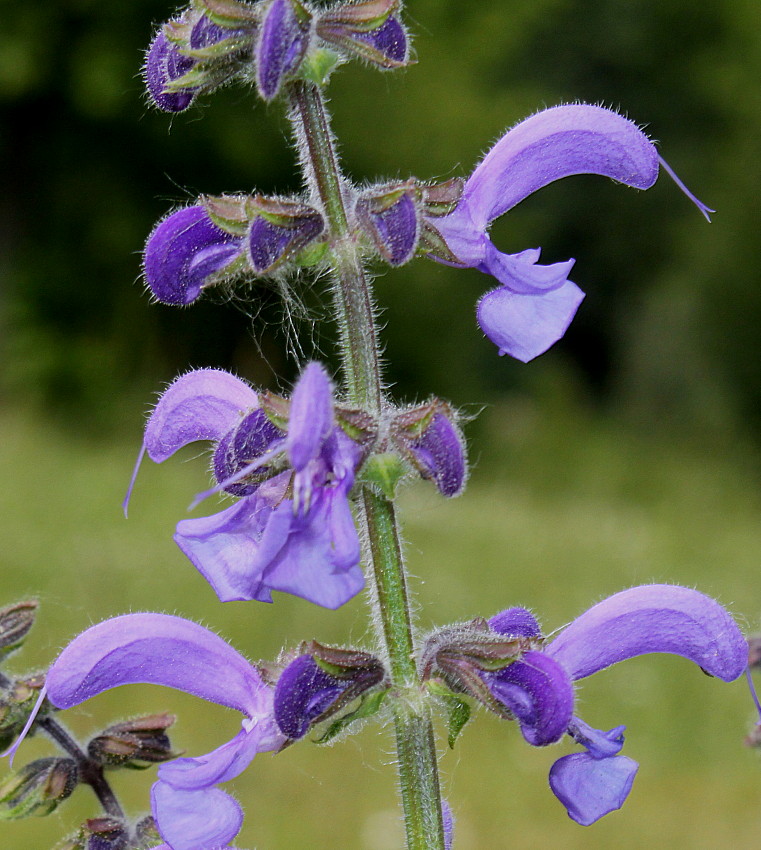 Изображение особи Salvia stepposa.