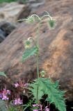 Cirsium chlorocomos