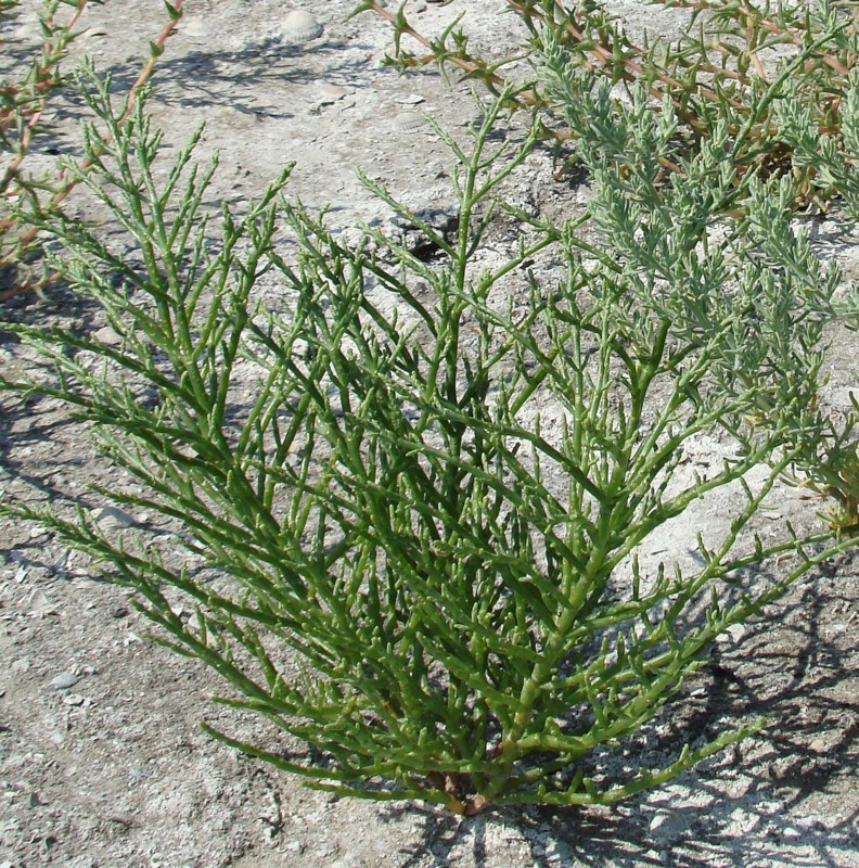 Изображение особи Salicornia perennans.