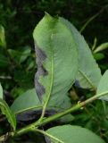 Salix myrsinifolia